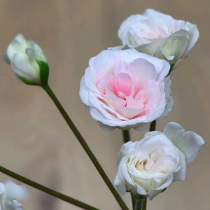 인스피레이션 제라늄