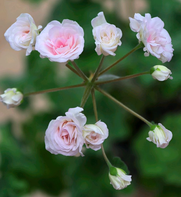 인스피레이션 제라늄--1