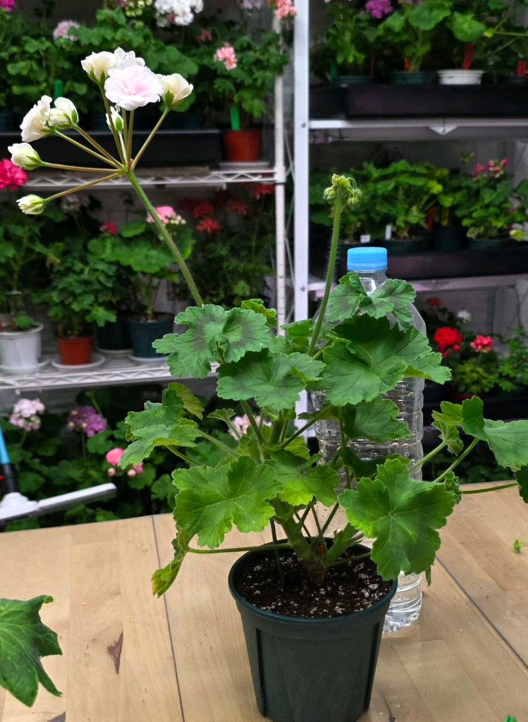 인스피레이션 제라늄--2