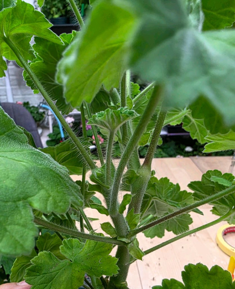 인스피레이션 제라늄--3