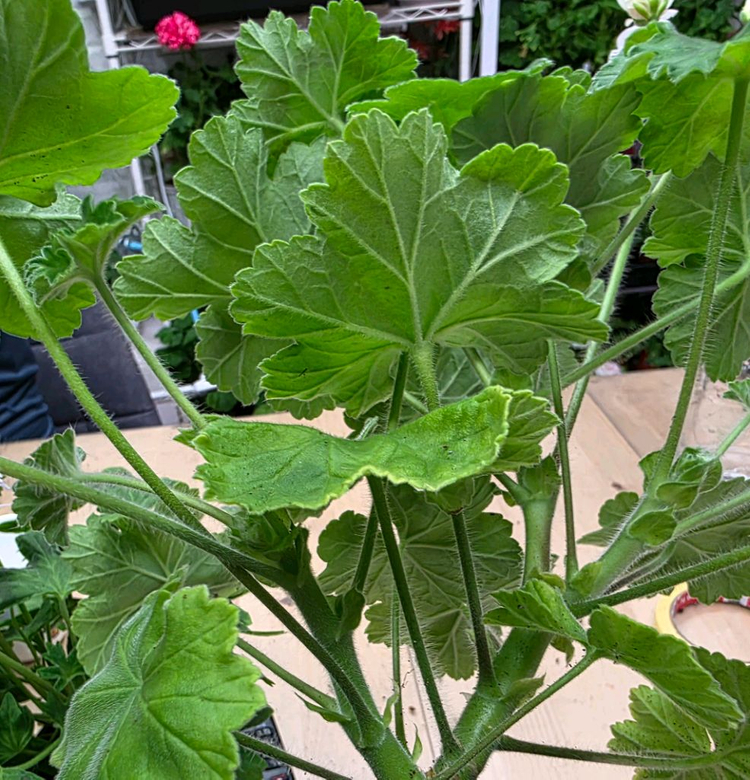 인스피레이션 제라늄--4