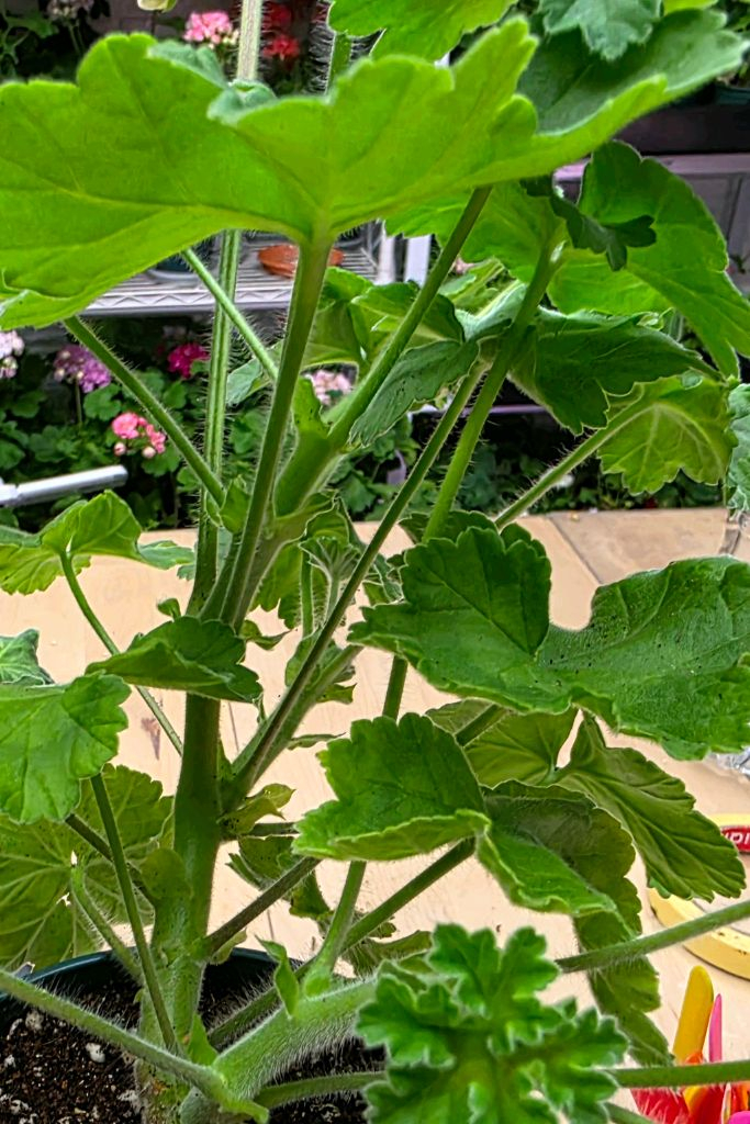 인스피레이션 제라늄--5