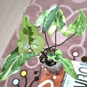 매직마블싱고니움