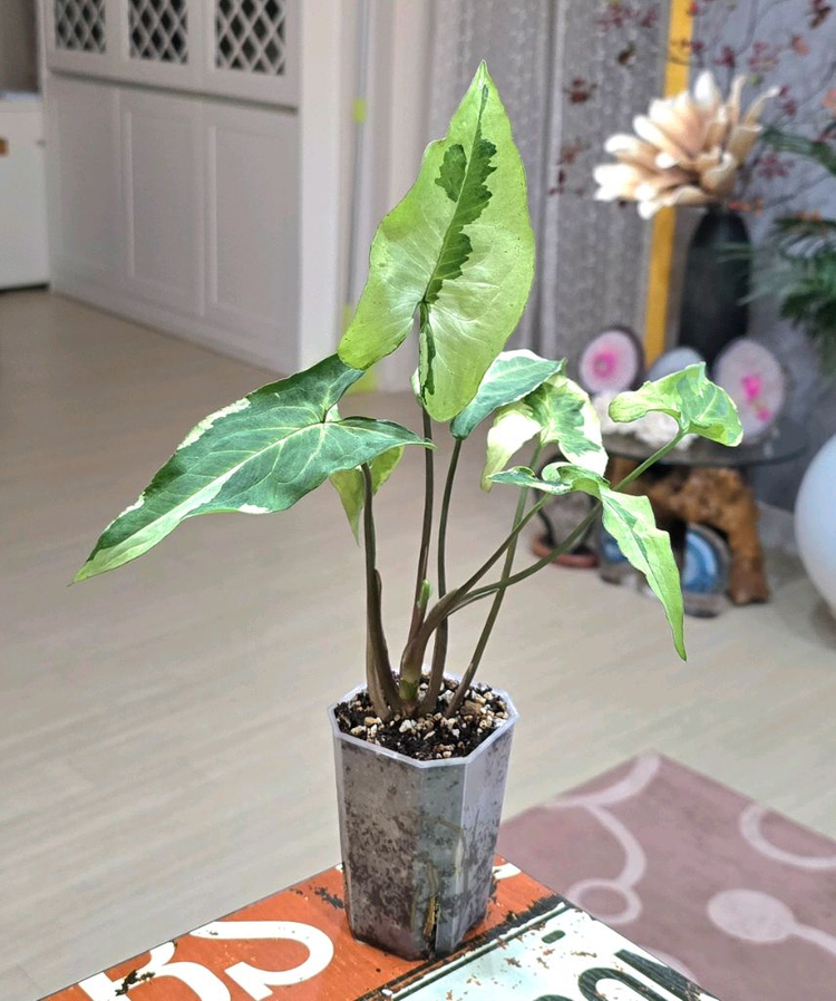 매직마블싱고니움--1