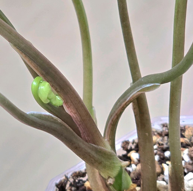 매직마블싱고니움--2