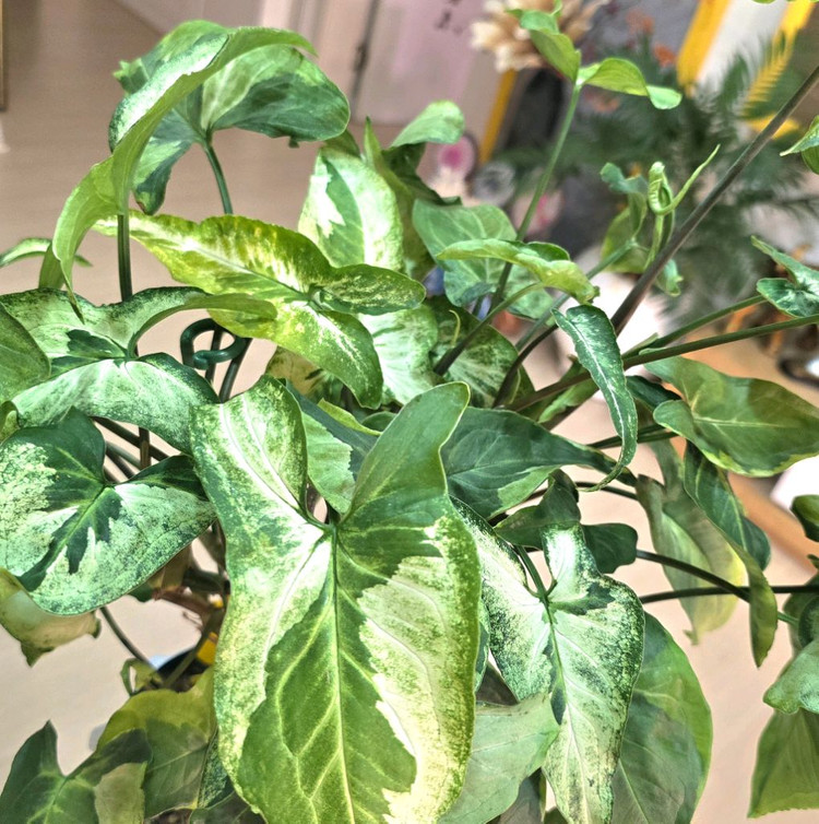 매직마블싱고니움--3