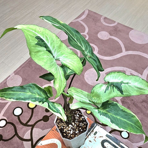 매직마블싱고니움