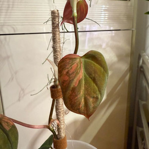 필로덴드론 핑크미칸 실습개체