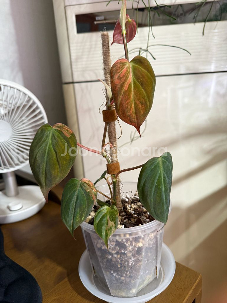 필로덴드론 핑크미칸 실습개체--2