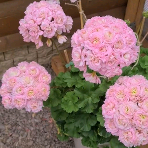 물병자리별제라늄