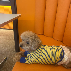 알로항머니 팝니다