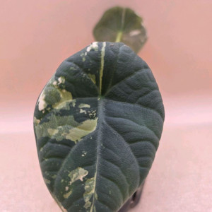 알로카시아 마하라니 알보(자구4개 생성중)