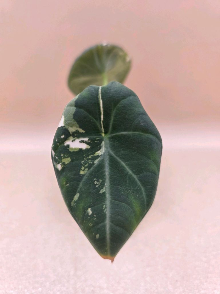 알로카시아 마하라니 알보(자구4개 생성중)--1