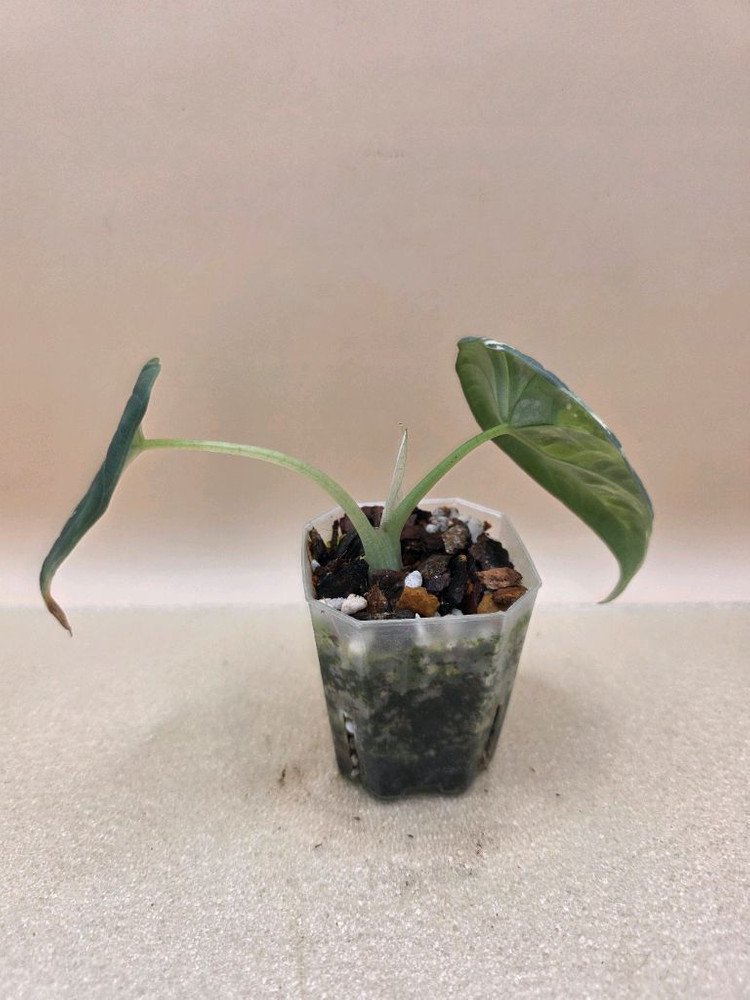 알로카시아 마하라니 알보(자구4개 생성중)--2