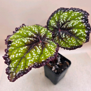 베고니아 페리어테일