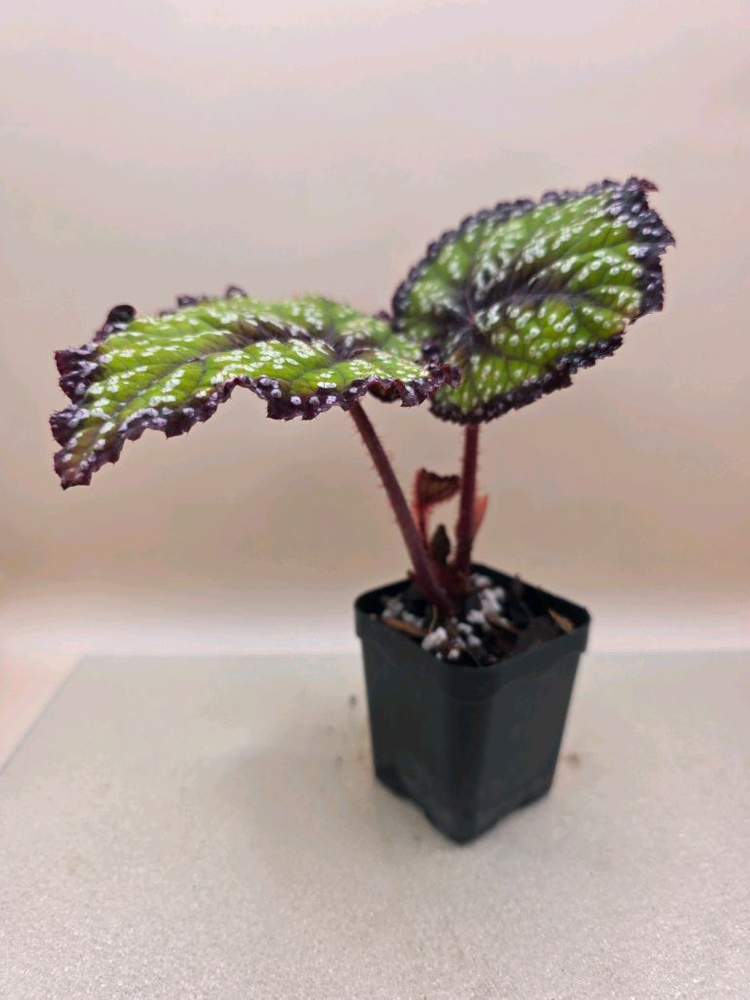 베고니아 페리어테일--1