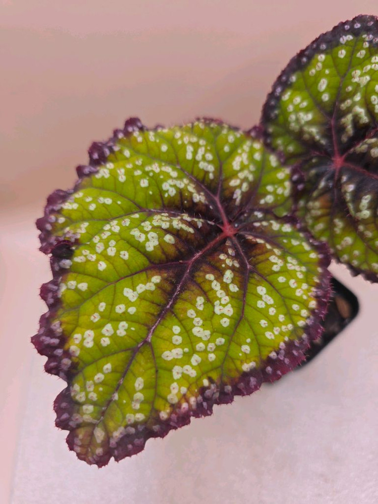 베고니아 페리어테일--2