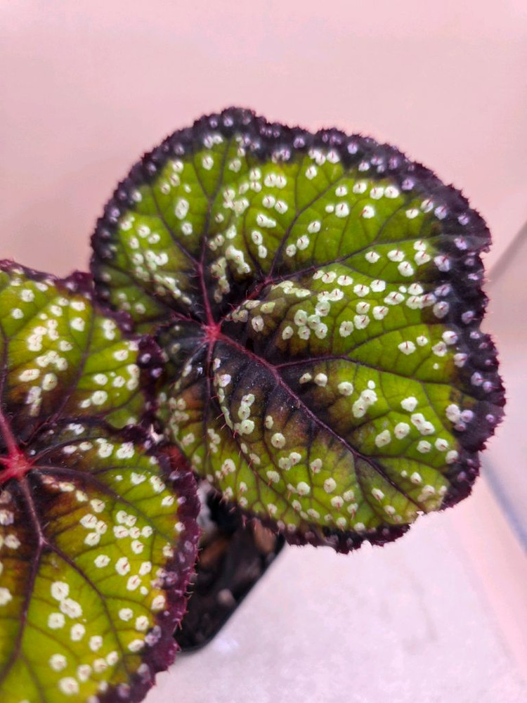 베고니아 페리어테일--3