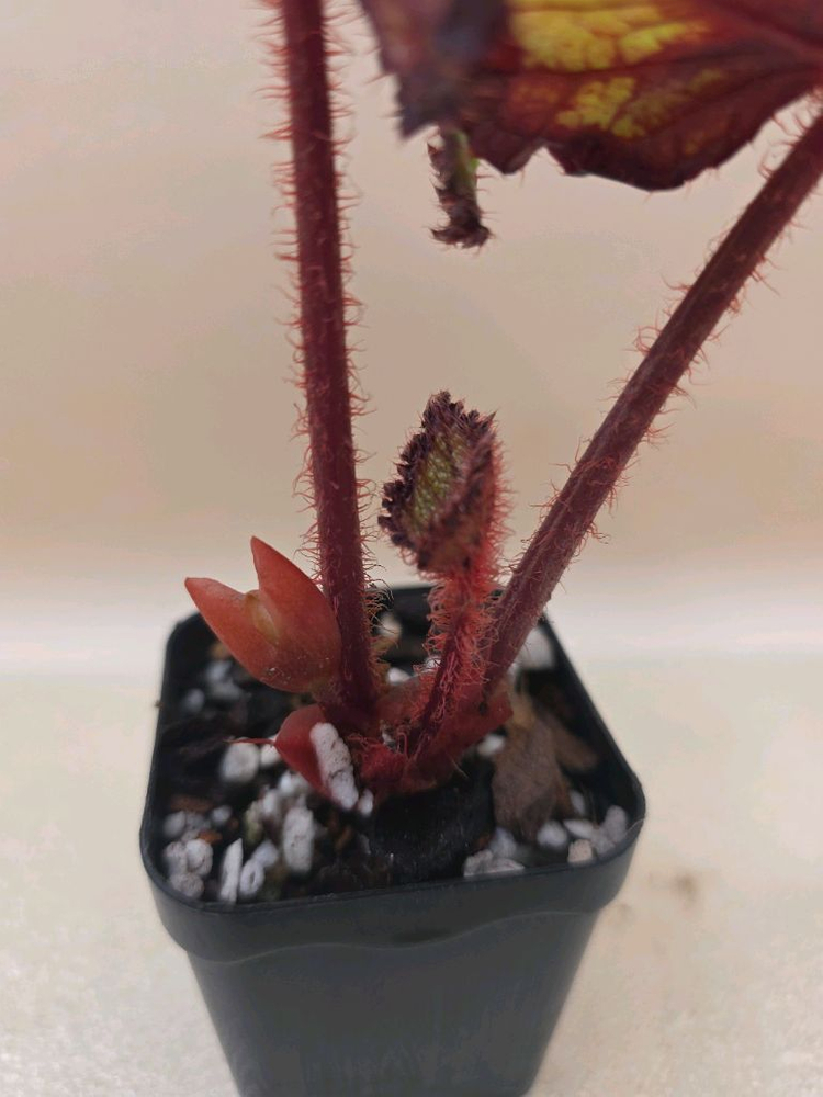 베고니아 페리어테일--4