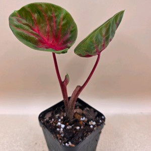 칼라디움 레드컵