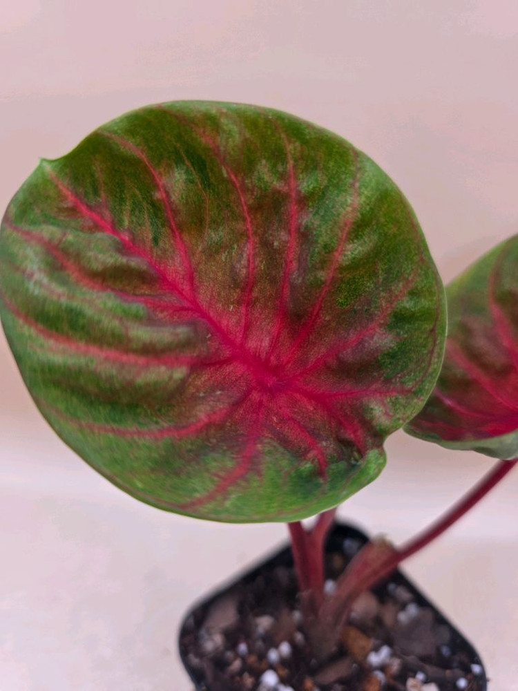 칼라디움 레드컵--1