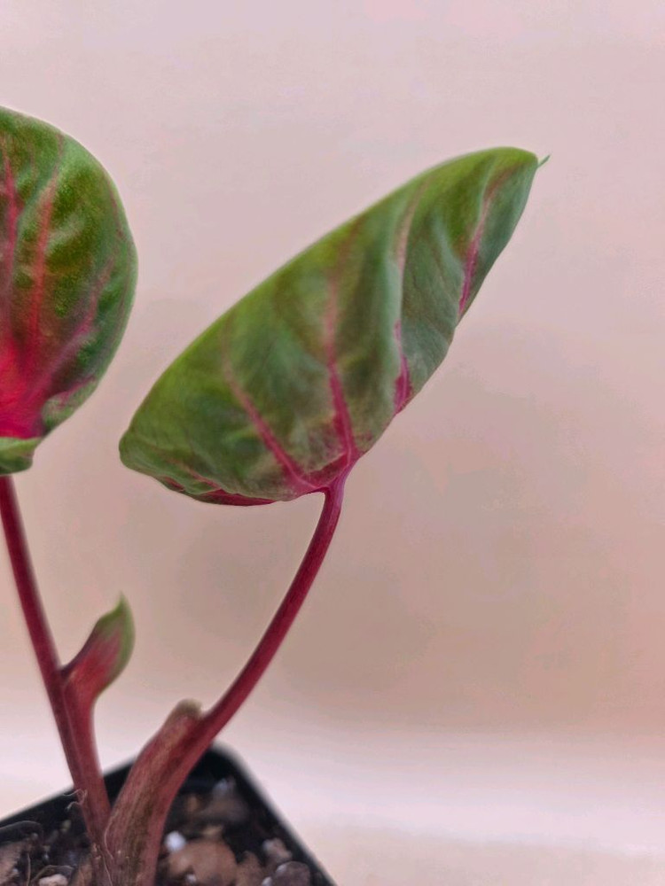 칼라디움 레드컵--2