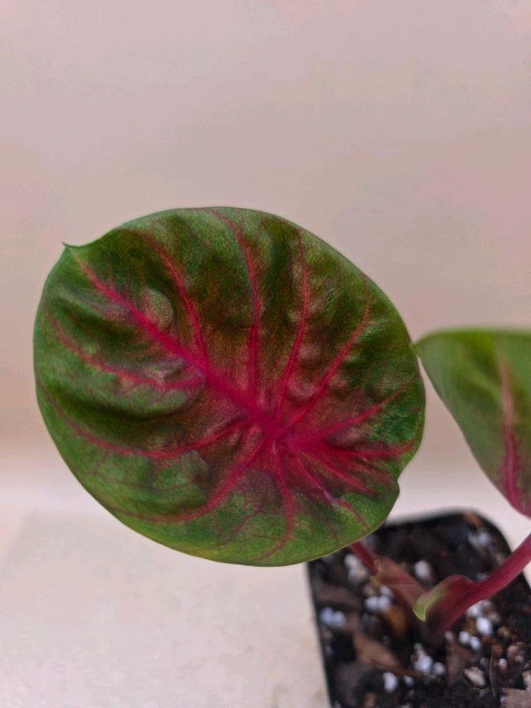 칼라디움 레드컵--4