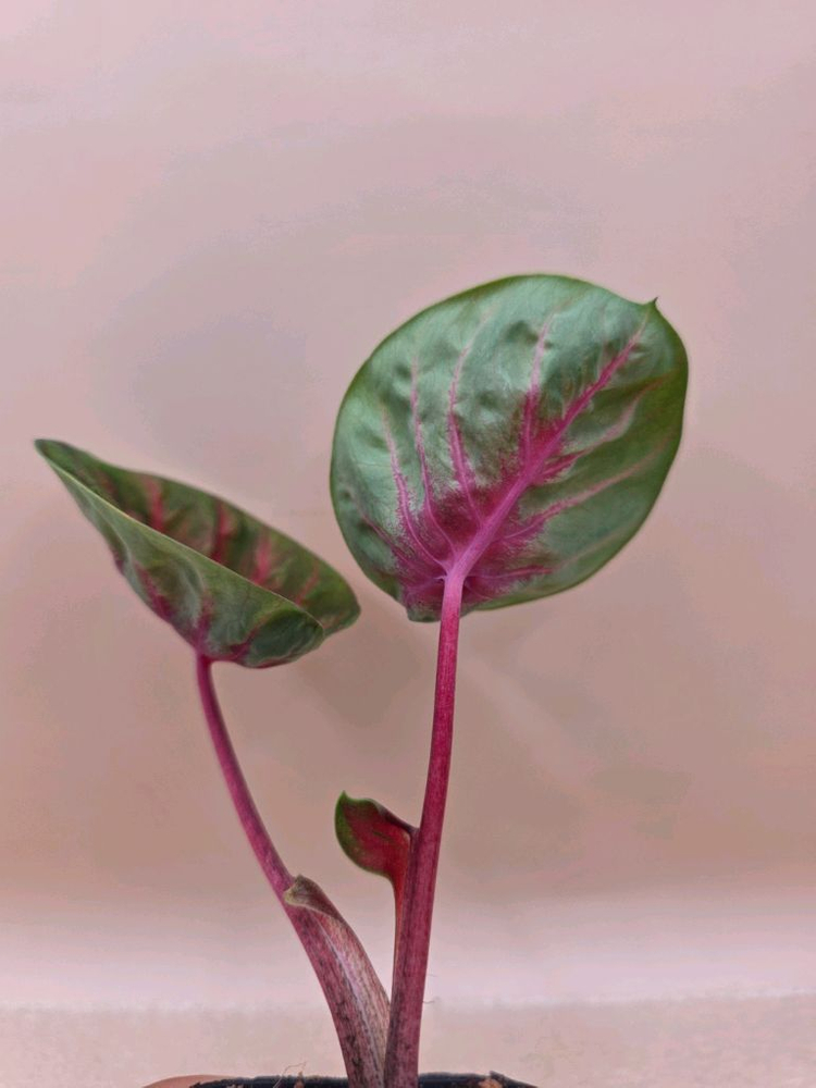 칼라디움 레드컵--5