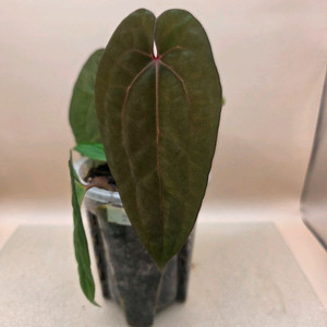 안스리움 레드베인다크피닉스 안톨라키 하이브리드