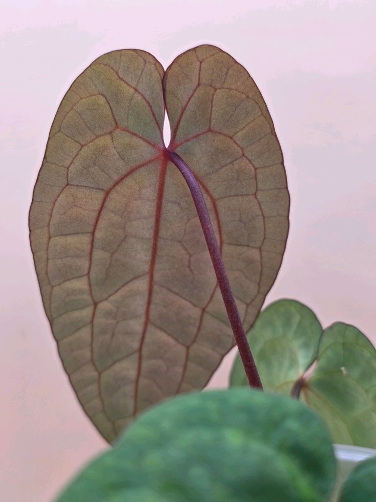 안스리움 레드베인다크피닉스 안톨라키 하이브리드--1