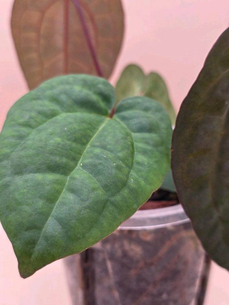 안스리움 레드베인다크피닉스 안톨라키 하이브리드--3