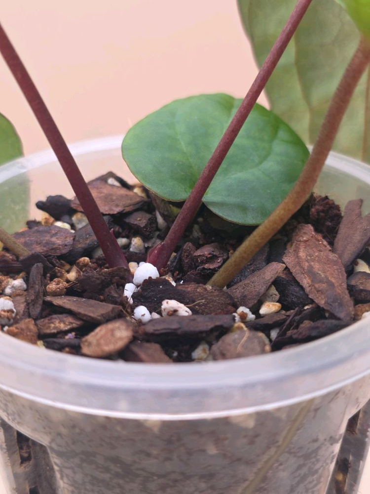 안스리움 레드베인다크피닉스 안톨라키 하이브리드--4