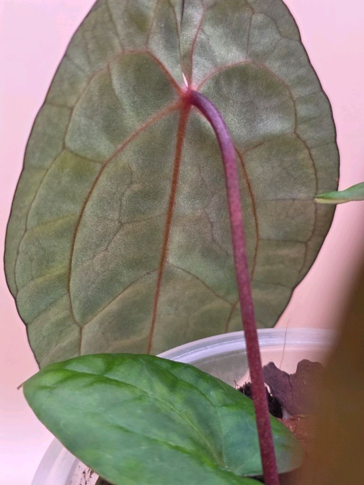 안스리움 레드베인다크피닉스 안톨라키 하이브리드--5