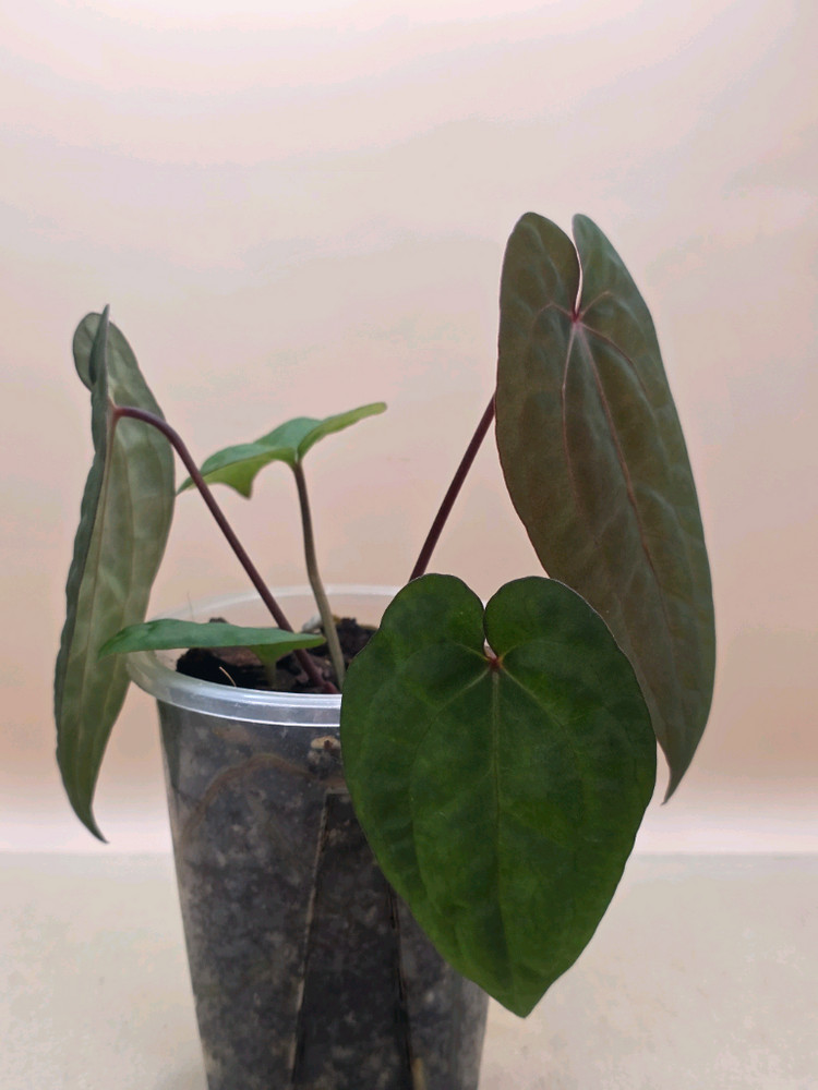 안스리움 레드베인다크피닉스 안톨라키 하이브리드--6