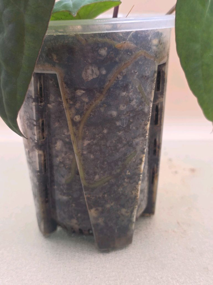 안스리움 레드베인다크피닉스 안톨라키 하이브리드--7