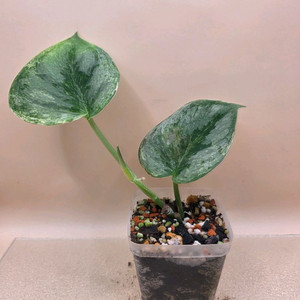 스킨답서스 실버나이트 바리에가타