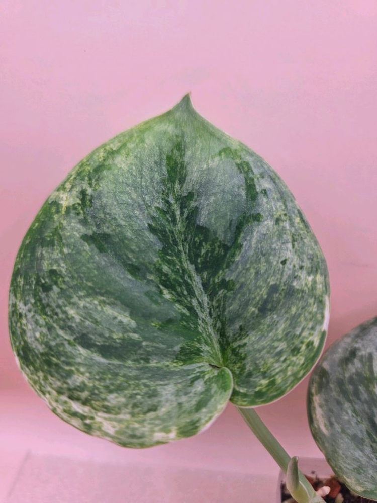 스킨답서스 실버나이트 바리에가타--2