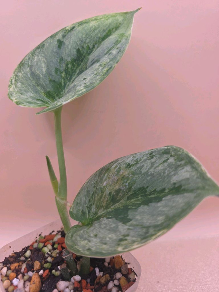 스킨답서스 실버나이트 바리에가타--3