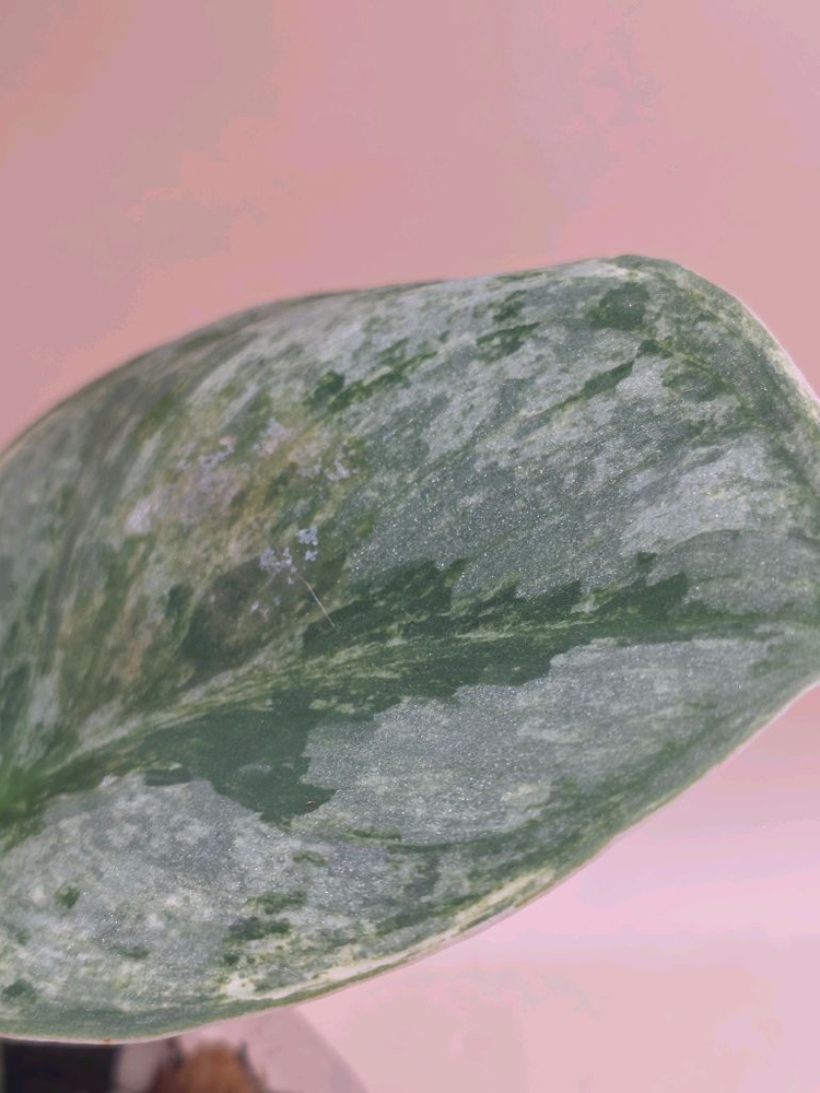 스킨답서스 실버나이트 바리에가타--4