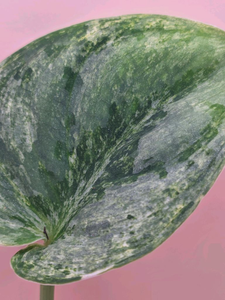 스킨답서스 실버나이트 바리에가타--5