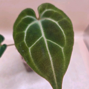 안스리움 베쎄 킹오스레크 하이브리드