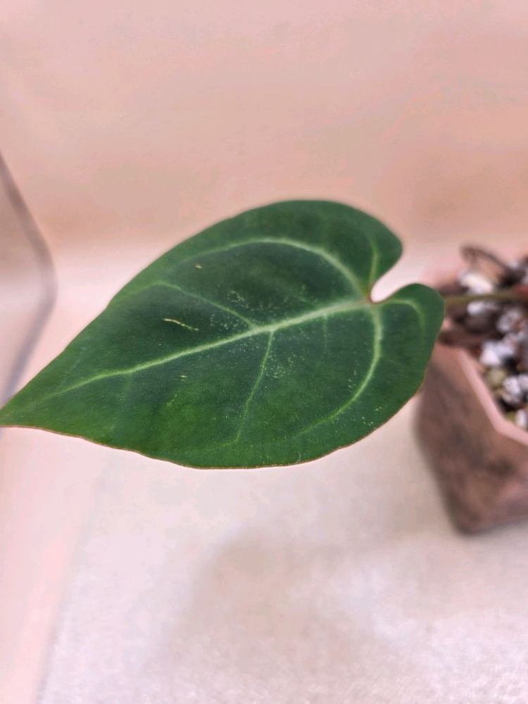 안스리움 베쎄 킹오스레크 하이브리드--1