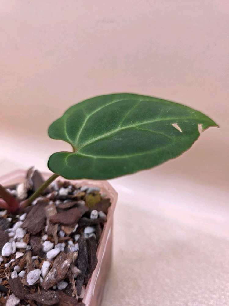 안스리움 베쎄 킹오스레크 하이브리드--2