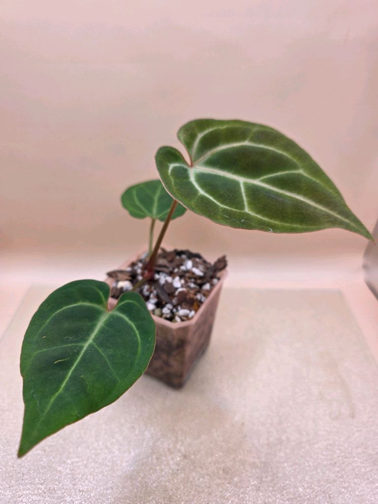 안스리움 베쎄 킹오스레크 하이브리드--3