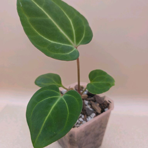 안스리움 베쎄 킹오스레크 하이브리드