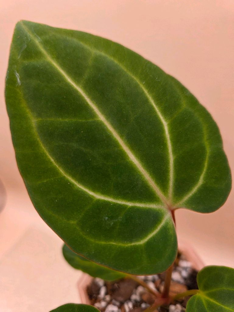 안스리움 베쎄 킹오스레크 하이브리드--1