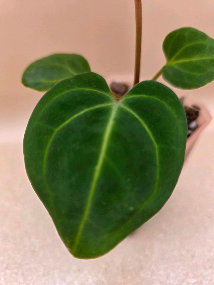 안스리움 베쎄 킹오스레크 하이브리드--2