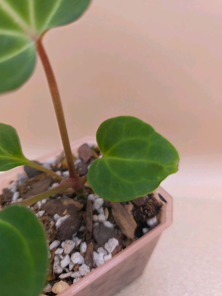 안스리움 베쎄 킹오스레크 하이브리드--3