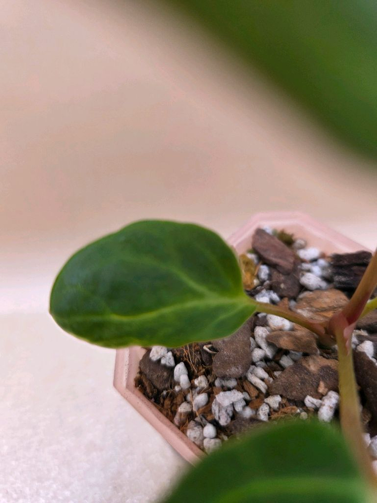 안스리움 베쎄 킹오스레크 하이브리드--4