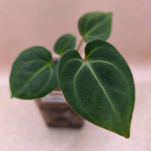 안스리움 베쎄 킹오스레크 하이브리드